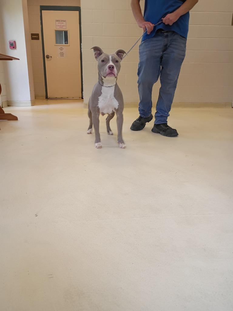 Enlarge Joanie, a Adoptable mixed breed in Albany, GA image 5/6