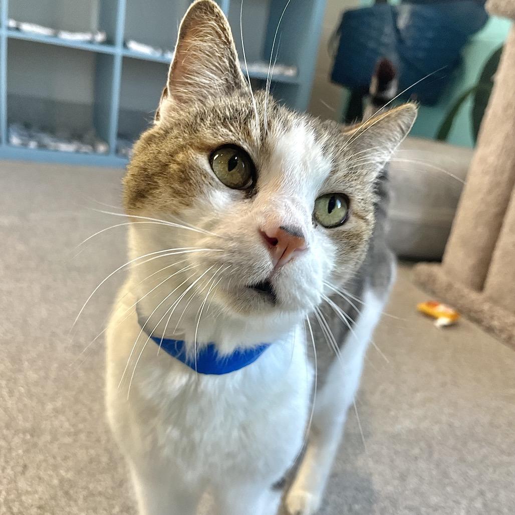 Javani, Adoptable, Adult Male Domestic Short Hair & Domestic Short Hair.