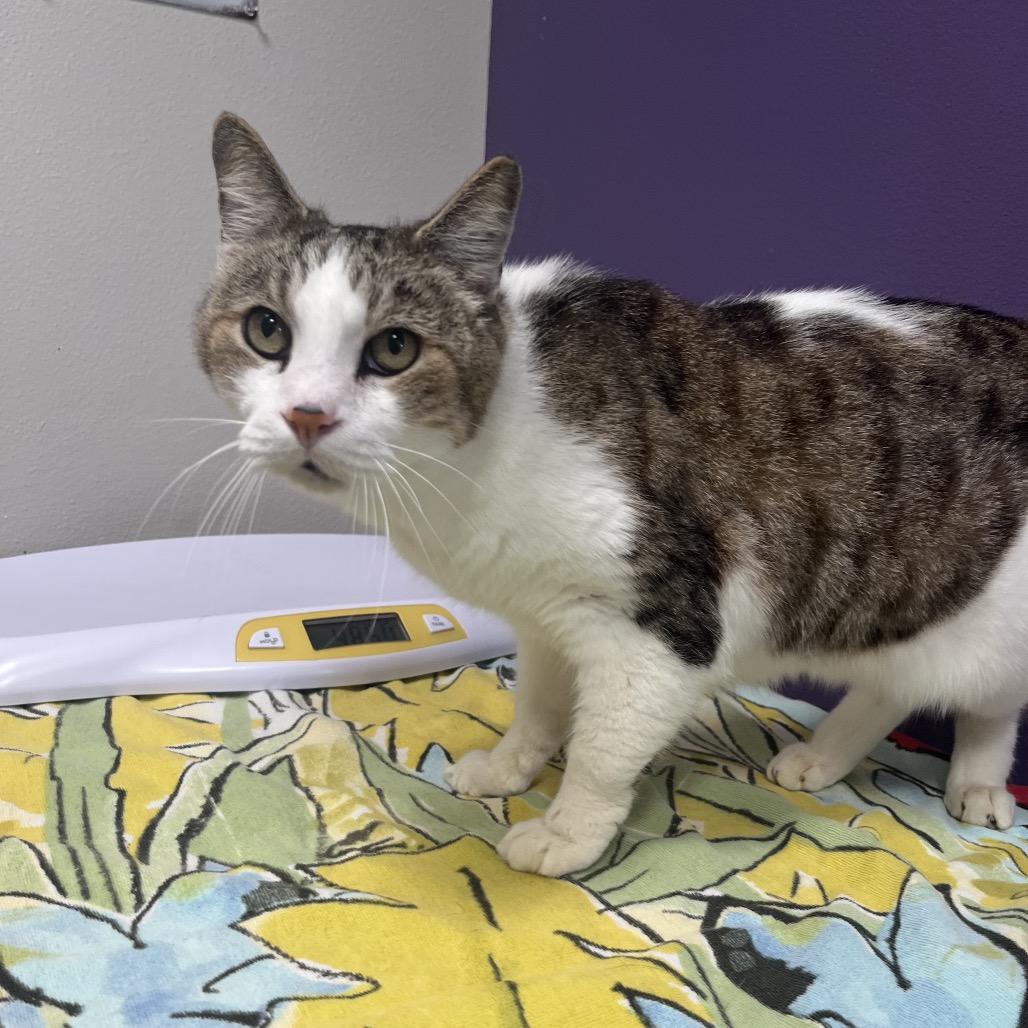 Enlarge Javani, a Adoptable mixed breed in Englewood, FL image 2/6