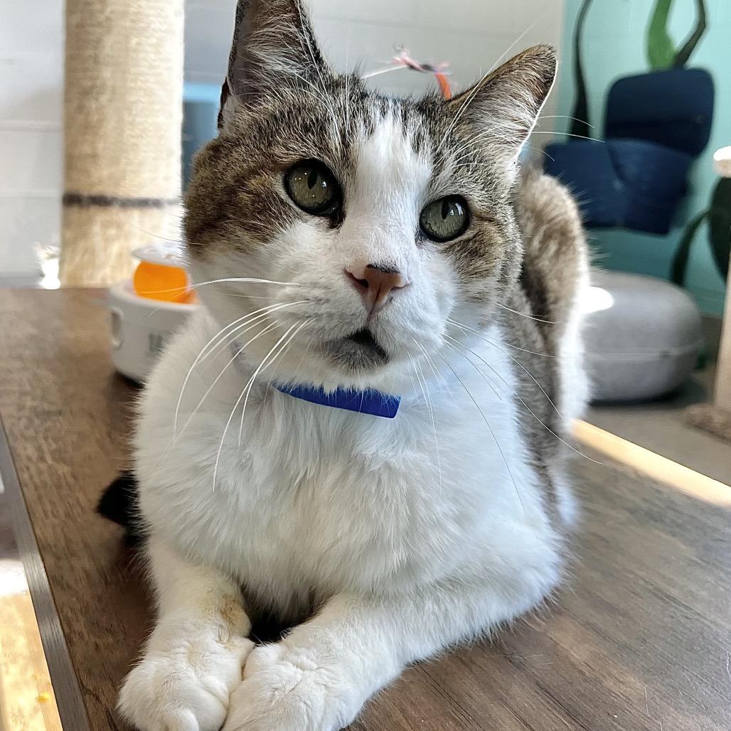 Enlarge Javani, a Adoptable mixed breed in Englewood, FL image 3/6