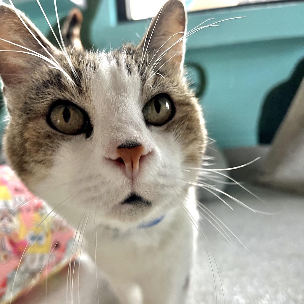 Enlarge Javani, a Adoptable mixed breed in Englewood, FL image 4/6