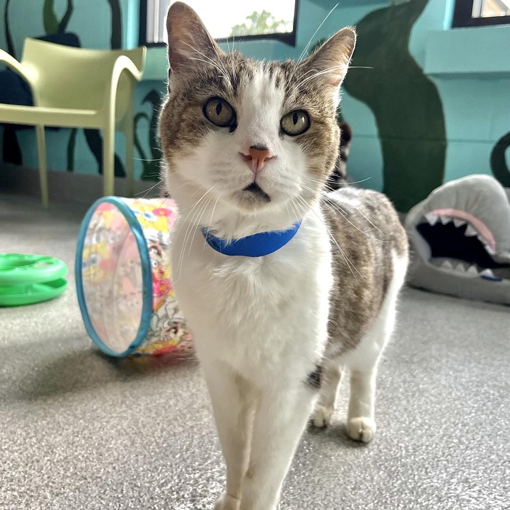 Enlarge Javani, a Adoptable mixed breed in Englewood, FL image 5/6