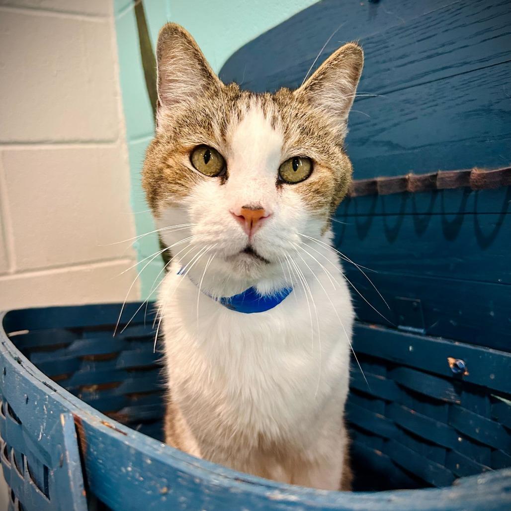 Enlarge Javani, a Adoptable mixed breed in Englewood, FL image 6/6