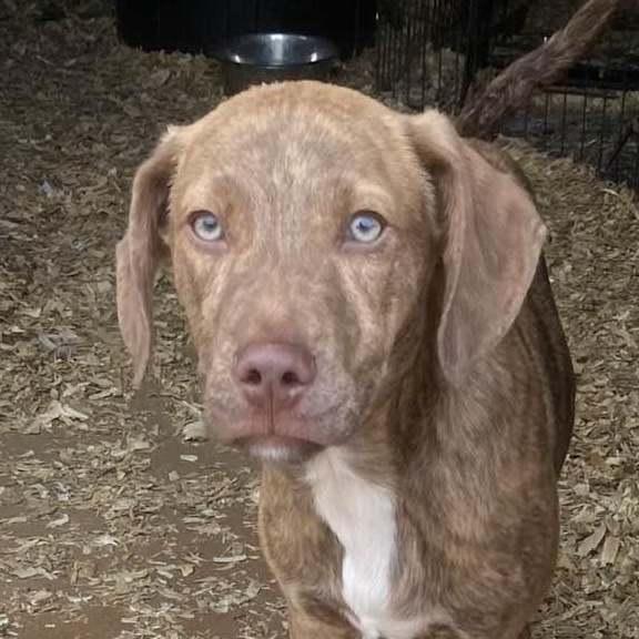 Enlarge Astro, a Adoptable mixed breed in St Peters , MO image 2/4