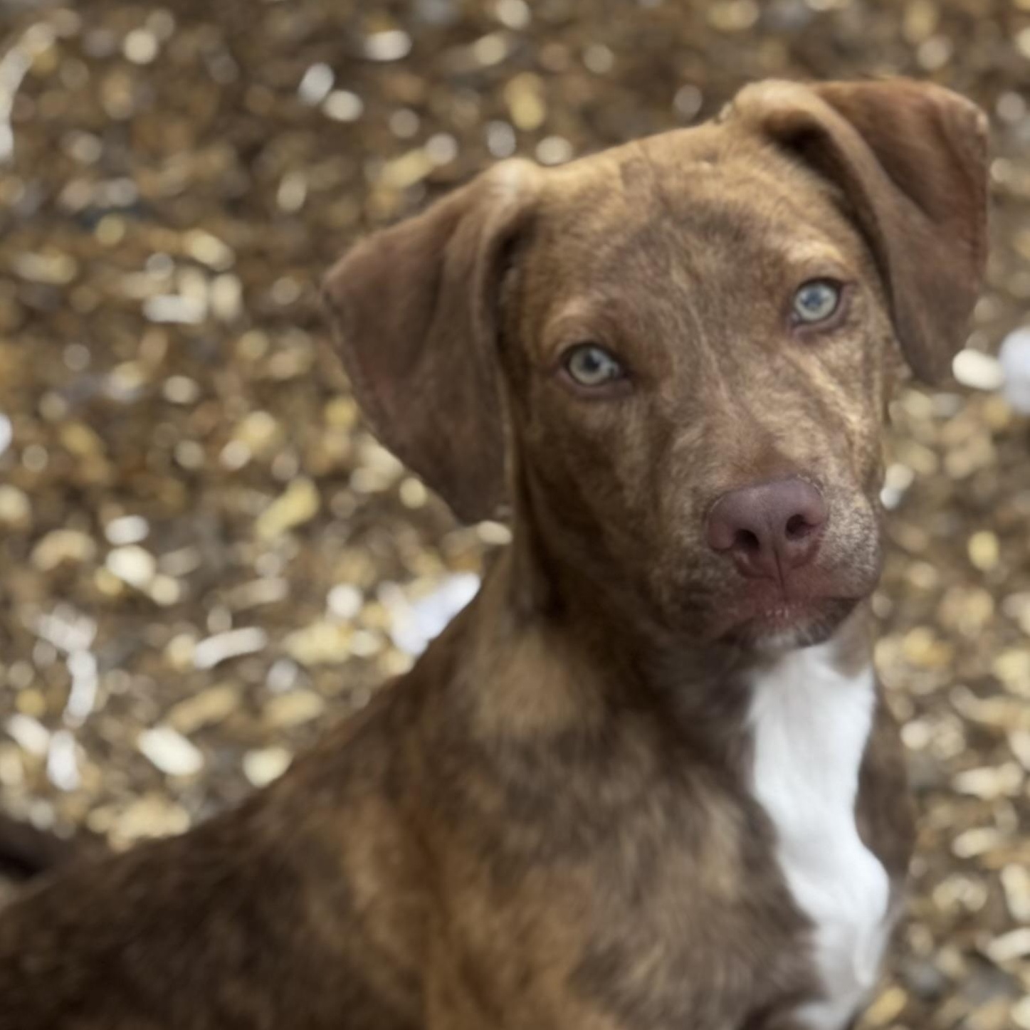 Astro, Adoptable, Young Male Plott Hound.