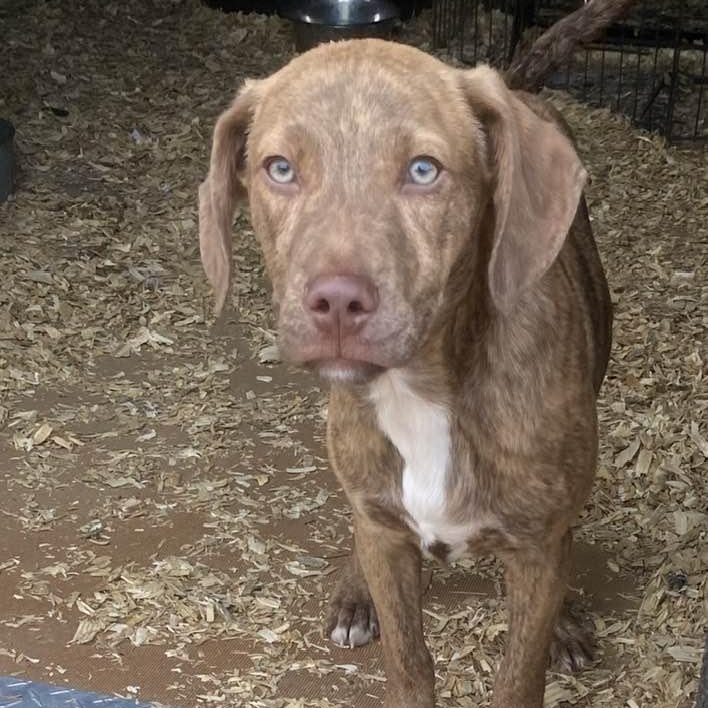 Enlarge Astro, a Adoptable mixed breed in St Peters , MO image 3/4