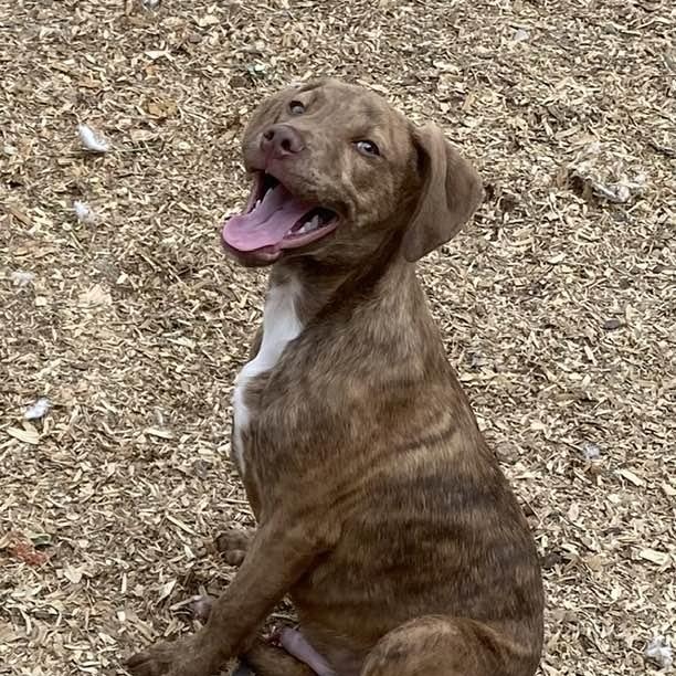 Enlarge Astro, a Adoptable mixed breed in St Peters , MO image 4/4