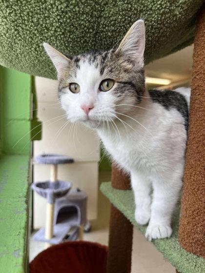 Enlarge Bucket, a Adoptable mixed breed in Scottsbluff, NE image 1/3