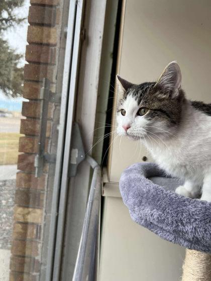 Enlarge Bucket, a Adoptable mixed breed in Scottsbluff, NE image 2/3