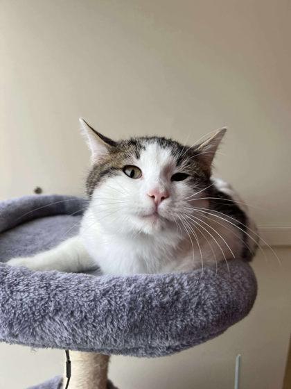 Enlarge Bucket, a Adoptable mixed breed in Scottsbluff, NE image 3/3