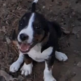Beagler, a ADOPTABLE mixed breed in Brattleboro , VT image 2/4