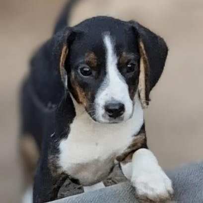 Beagler, a ADOPTABLE mixed breed in Brattleboro , VT image 3/4