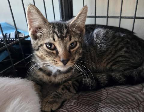 June, Adoptable, Young Female Domestic Short Hair.