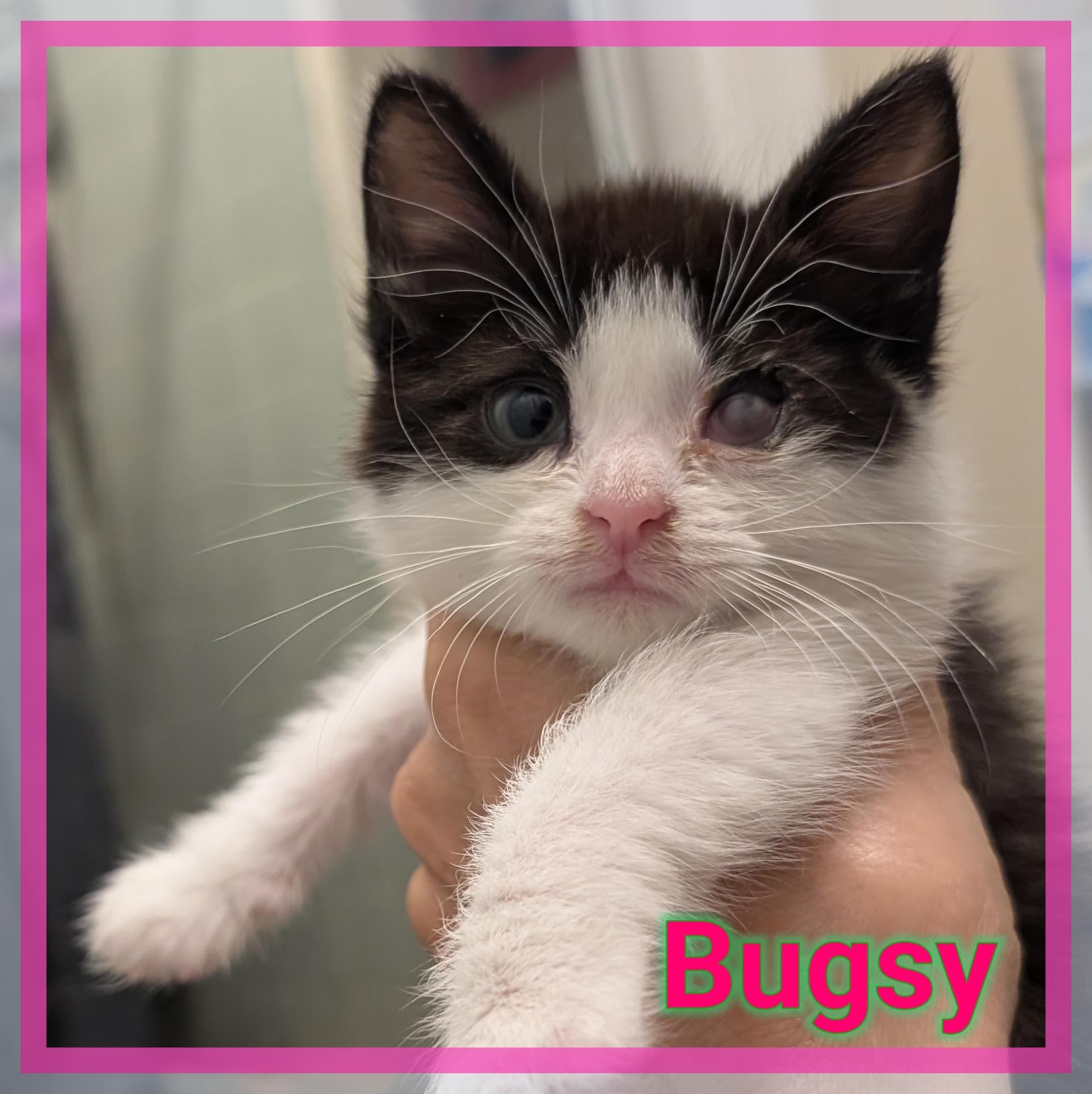 Bugsy, ADOPTABLE, Kitten Female Domestic Short Hair.
