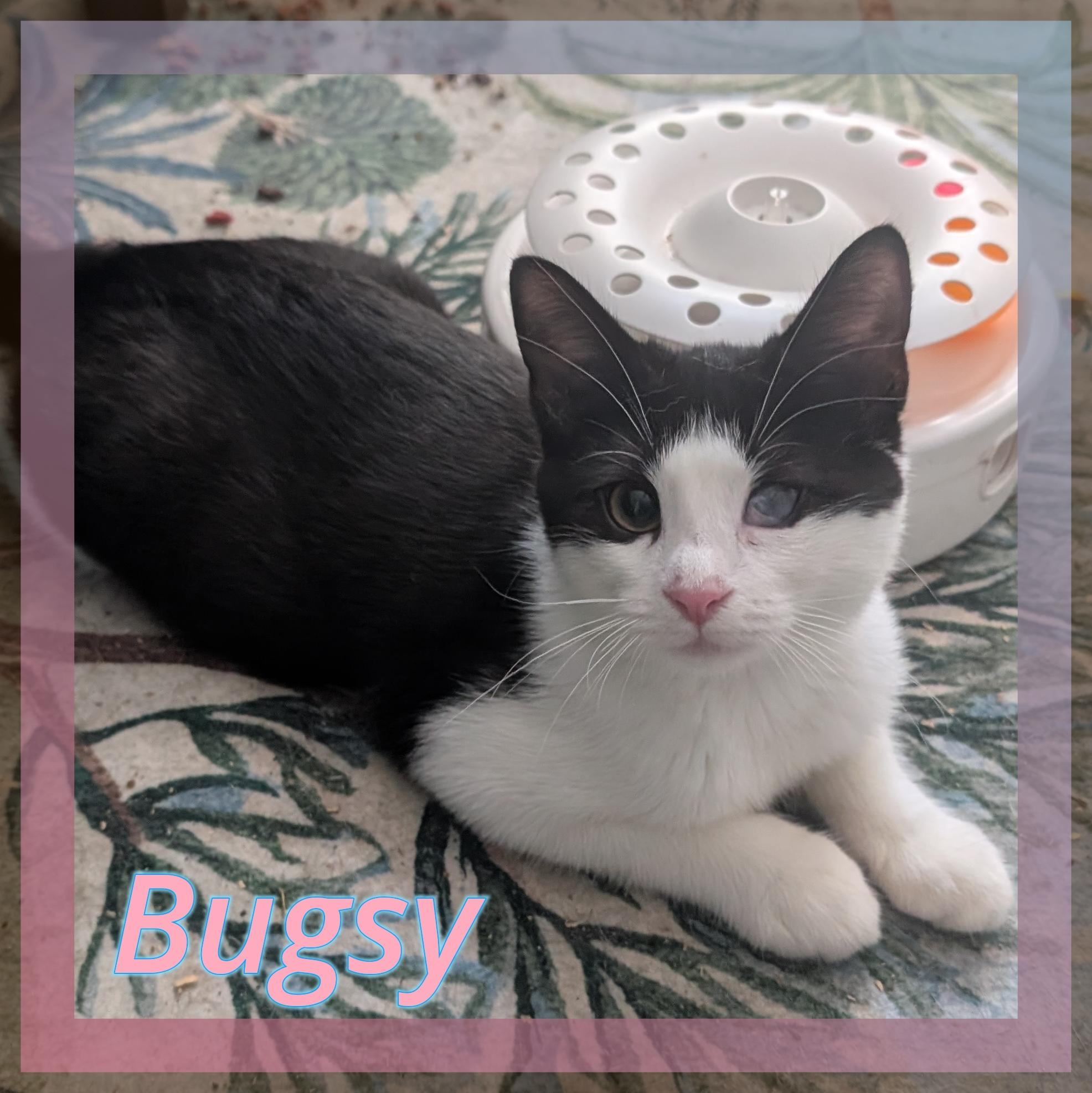 Enlarge Bugsy, a Adoptable Domestic Short Hair in Great Mills, MD image 2/3