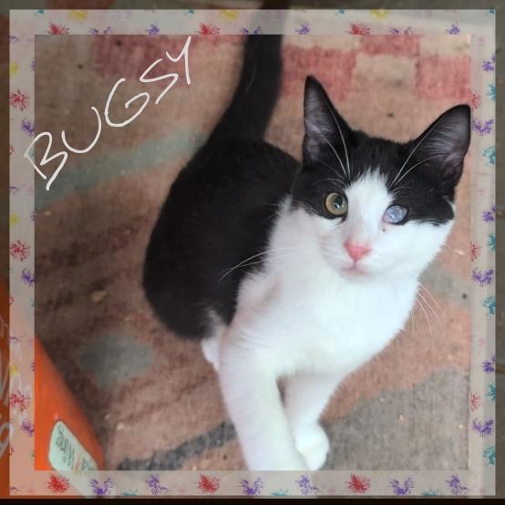 Bugsy, Adoptable, Kitten Female Domestic Short Hair.