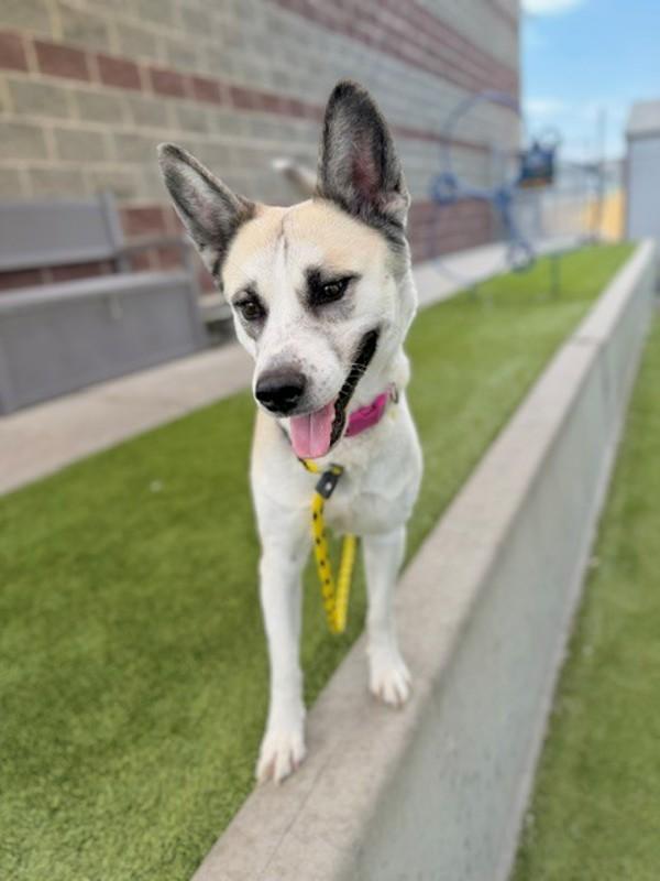 *Nebulara*, Adoptable, Adult Female Siberian Husky & Pit Bull Terrier.