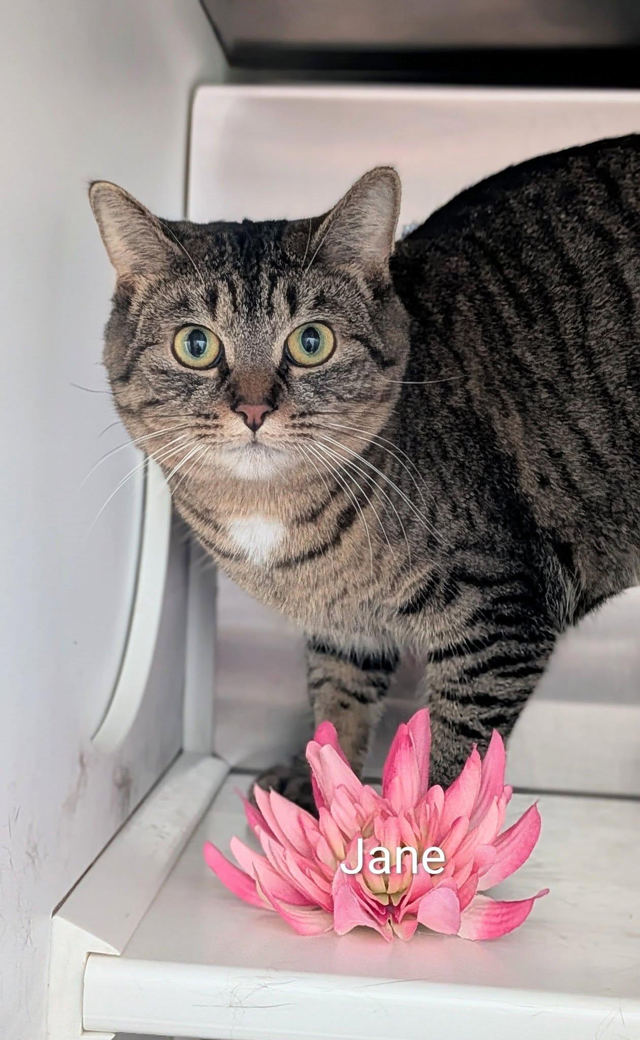 Enlarge Jane, a ADOPTABLE Domestic Medium Hair in Flint, MI image 1/1