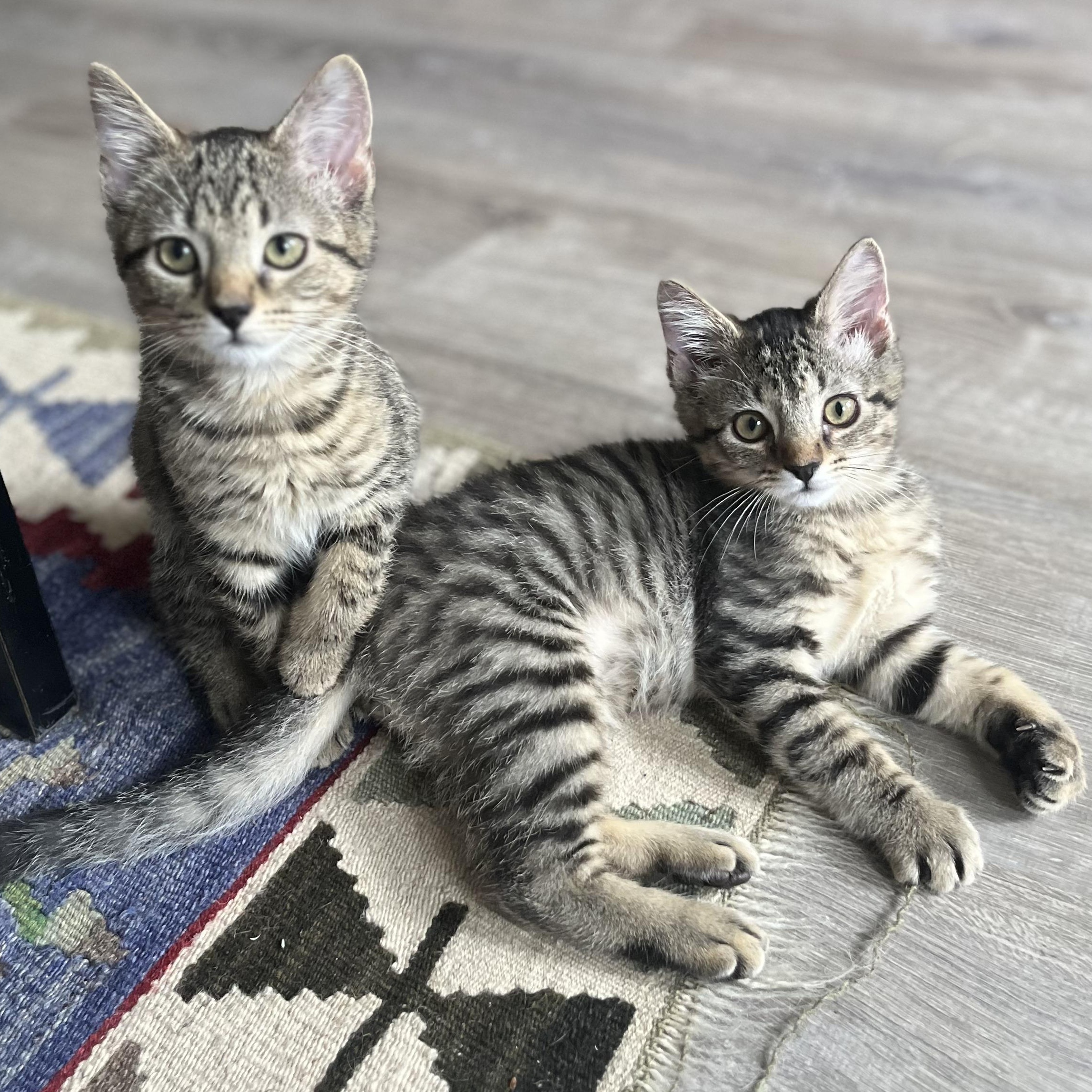 Zorro & Mina