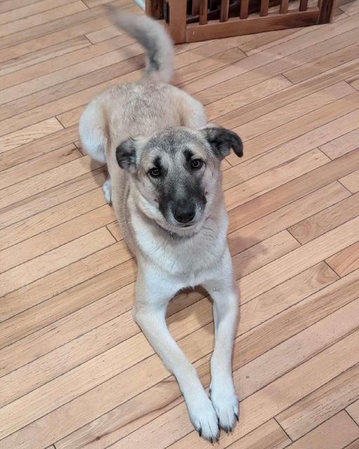 Ella, Adoptable, Adult Female German Shepherd Dog.