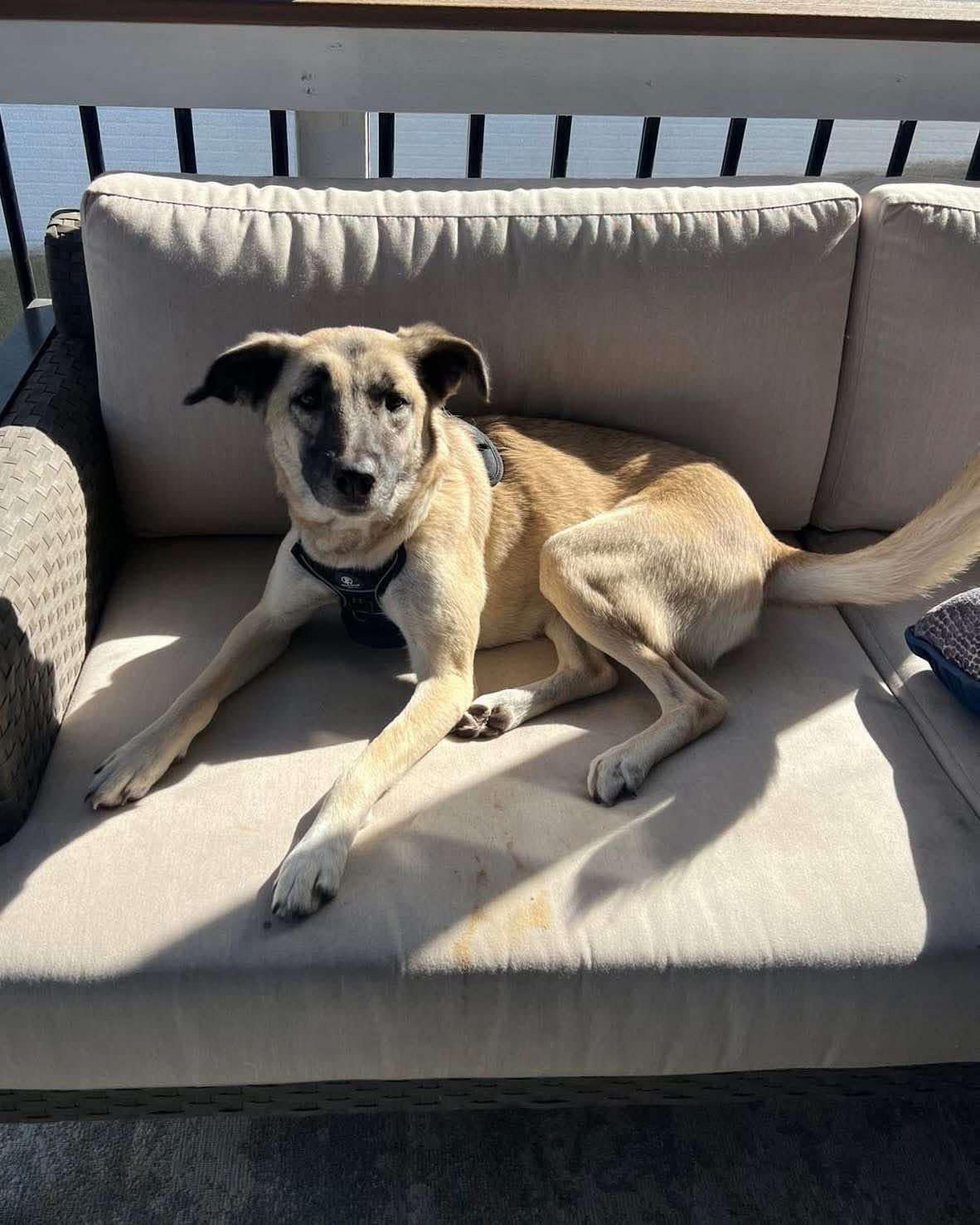 Enlarge Ella, a Adoptable mixed breed in Leesburg, VA image 2/3