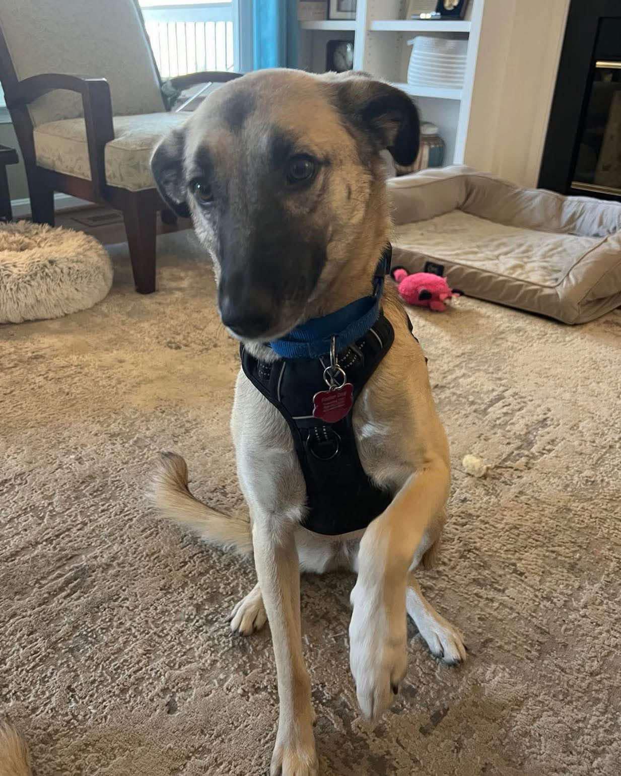 Enlarge Ella, a Adoptable mixed breed in Leesburg, VA image 3/3