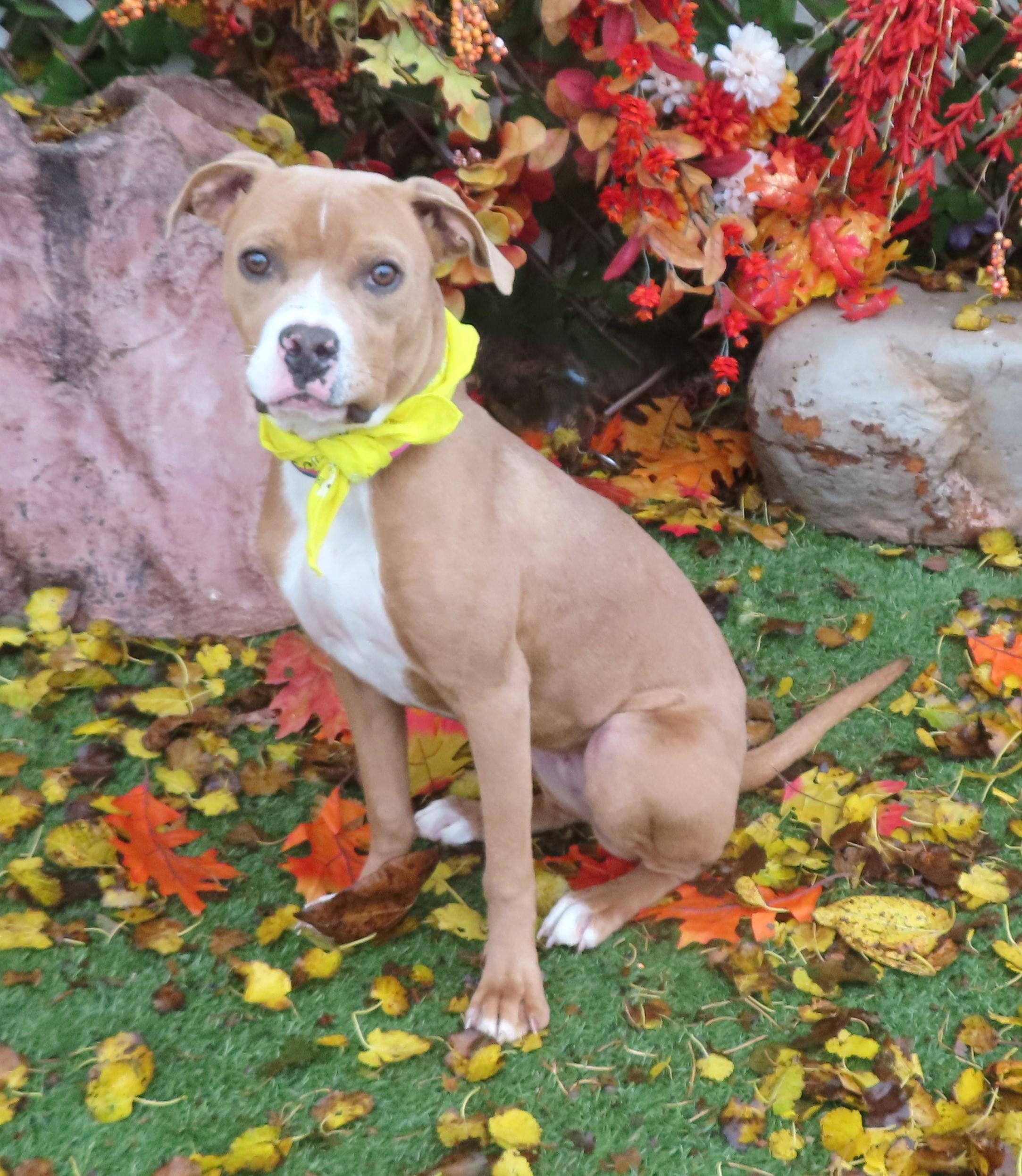 BELLA 465810 AdoptionPending