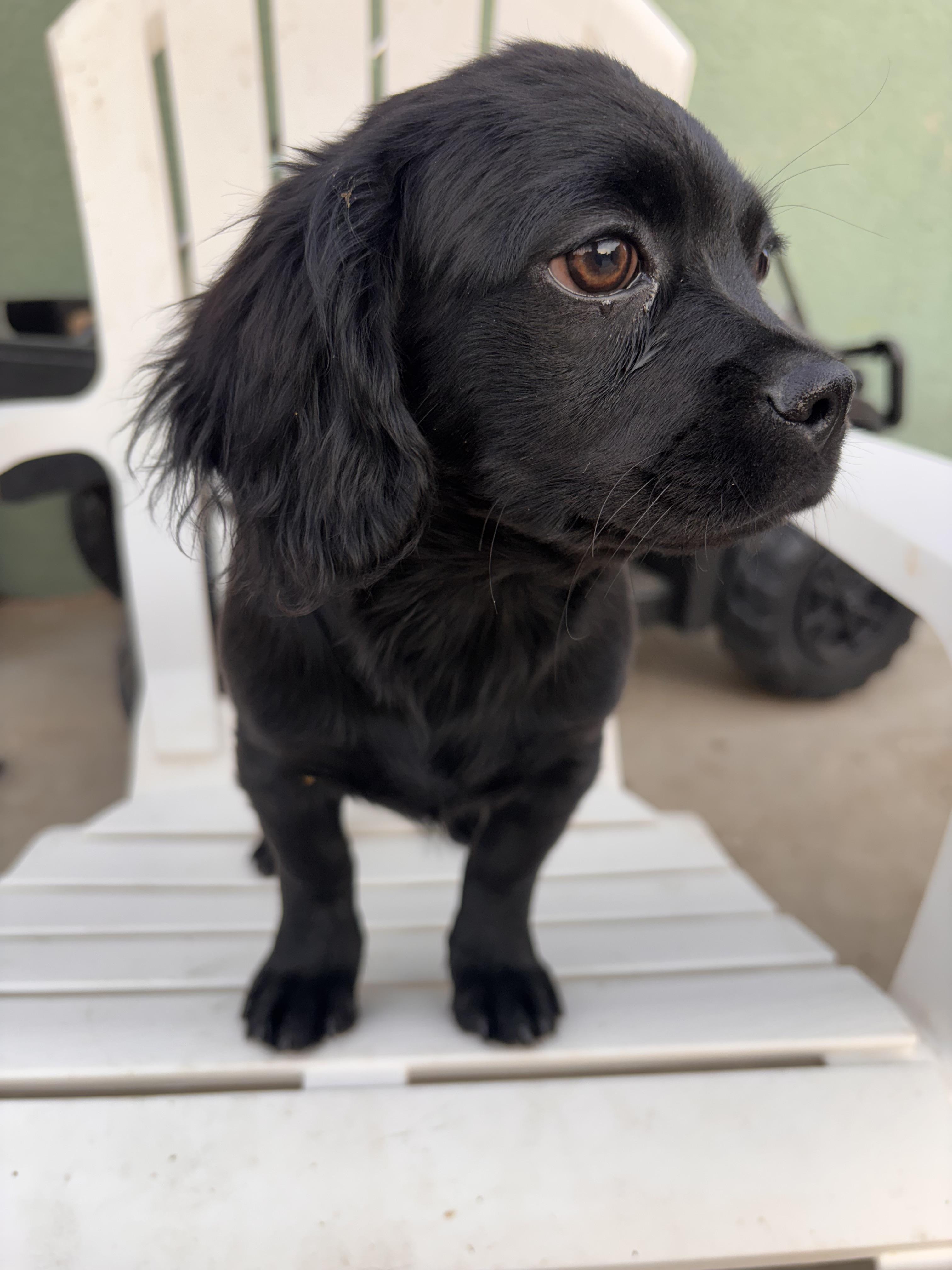 Enlarge Brielle, a ADOPTABLE mixed breed in Corona, CA image 5/6
