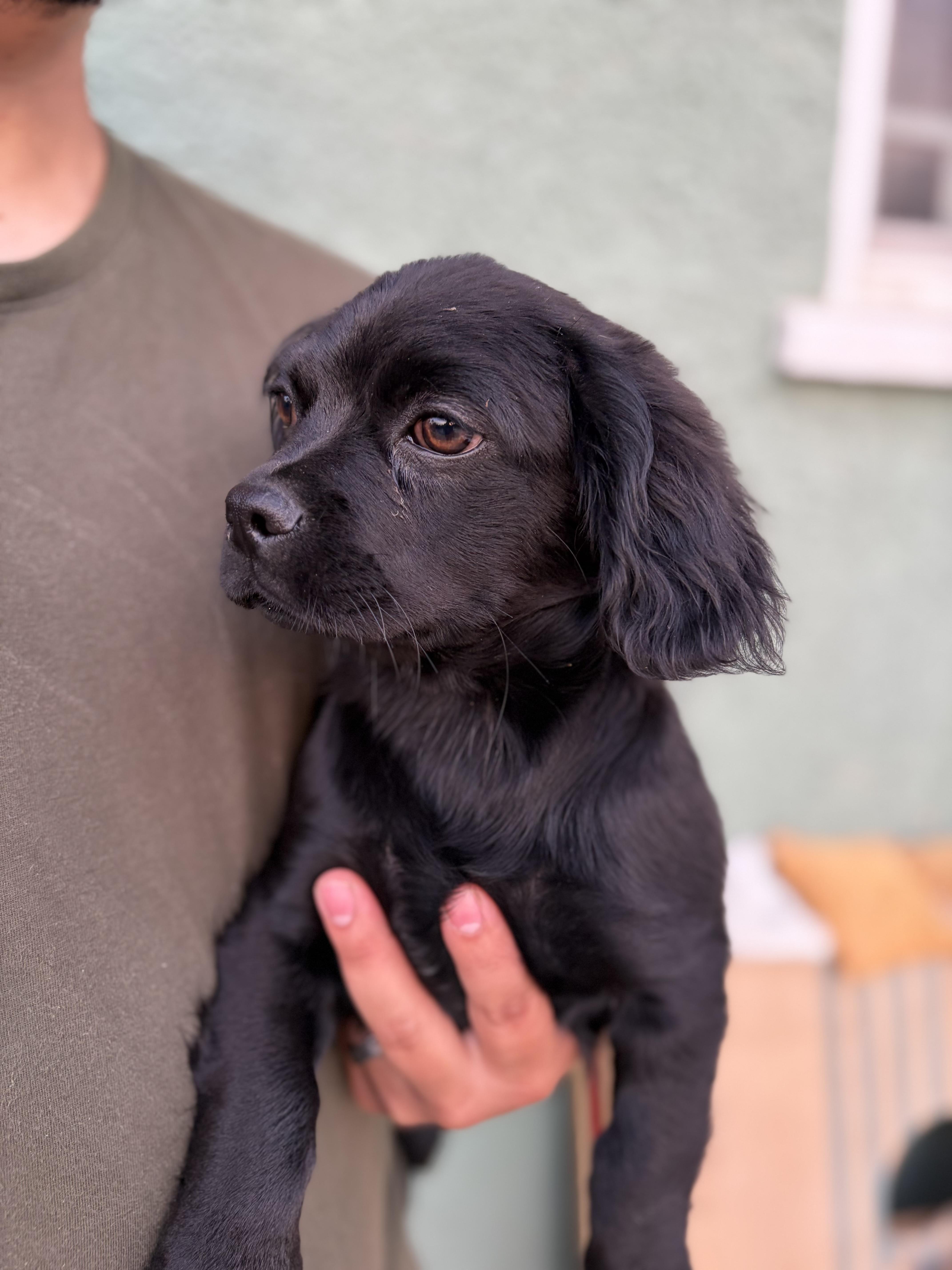 Enlarge Brielle, a ADOPTABLE mixed breed in Corona, CA image 3/6