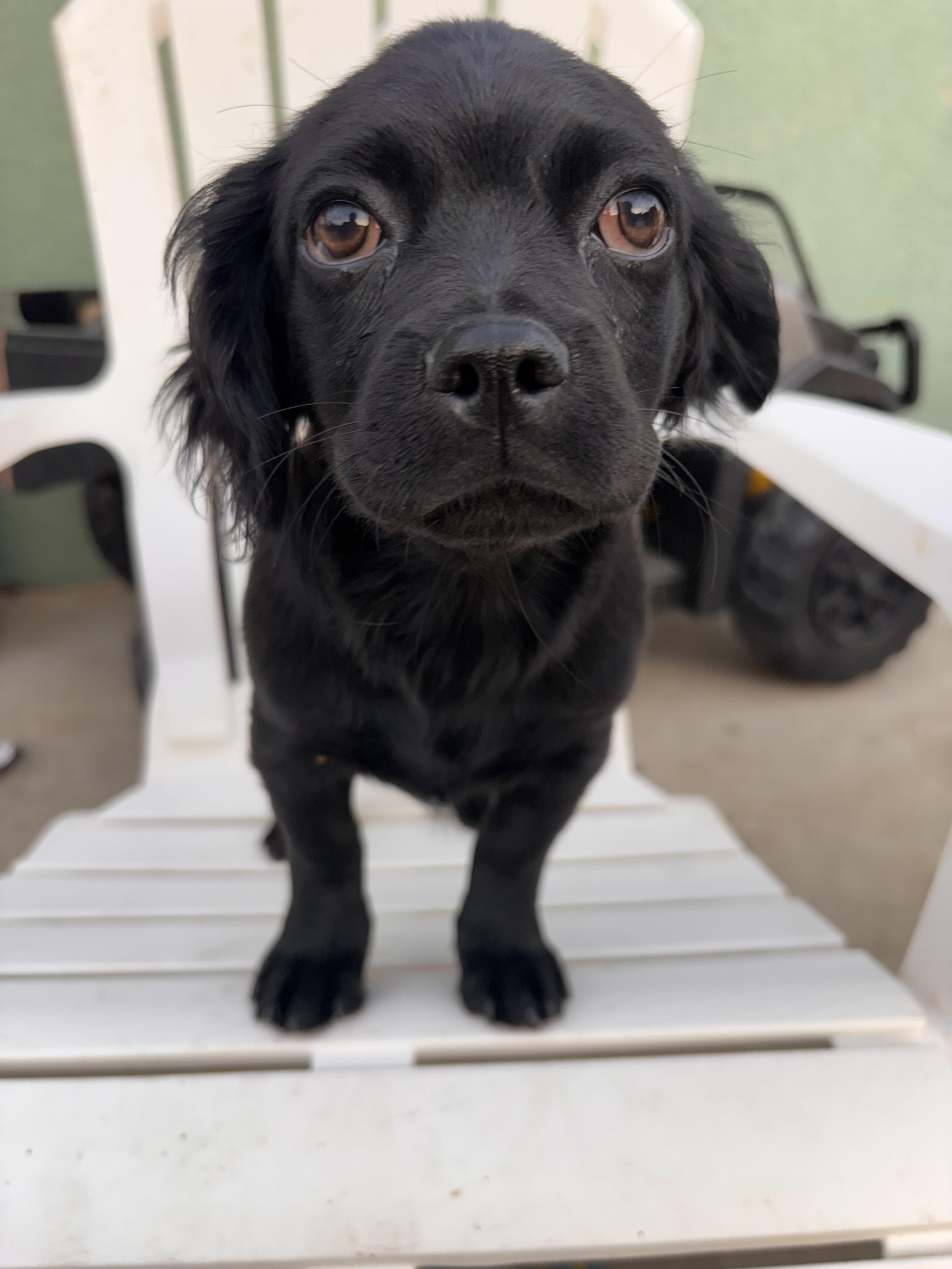 Enlarge Brielle, a ADOPTABLE mixed breed in Corona, CA image 2/6