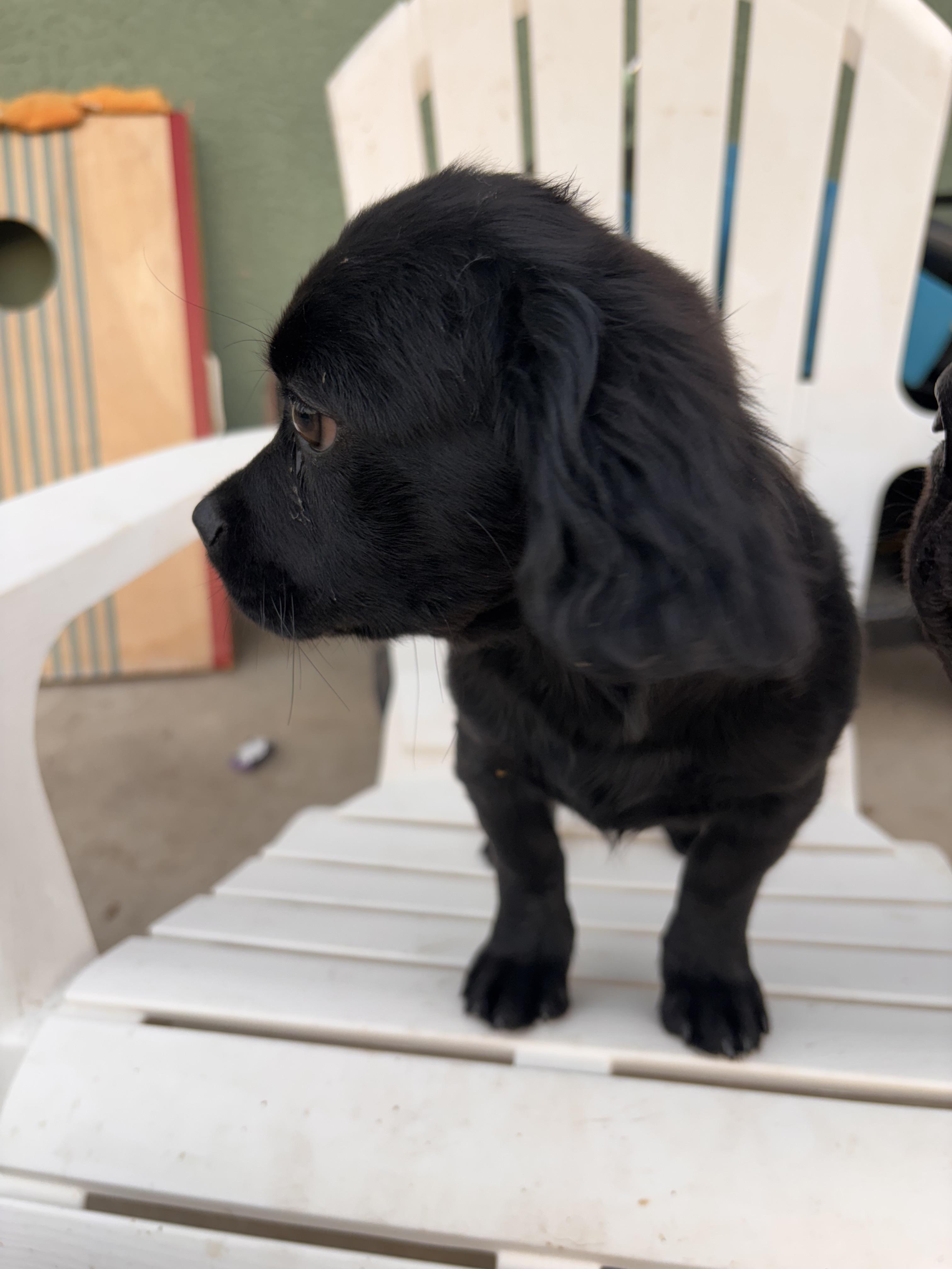 Enlarge Brielle, a ADOPTABLE mixed breed in Corona, CA image 4/6