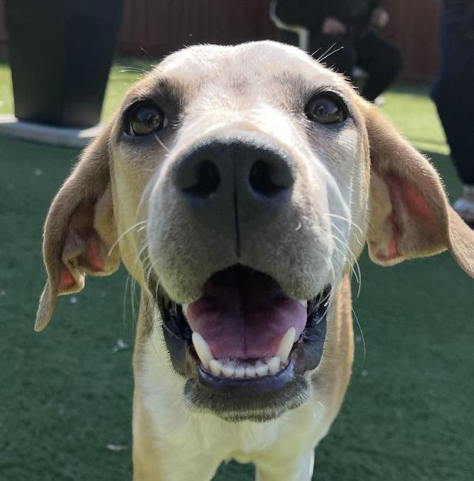 Enlarge Marion, a Adopted mixed breed in Ajax, ON image 1/1