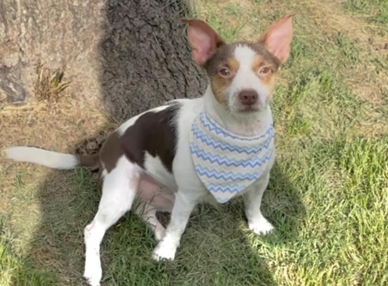 Roscoe in Texarkana TX, a Adoptable mixed breed in Texarkana, TX image 3/6