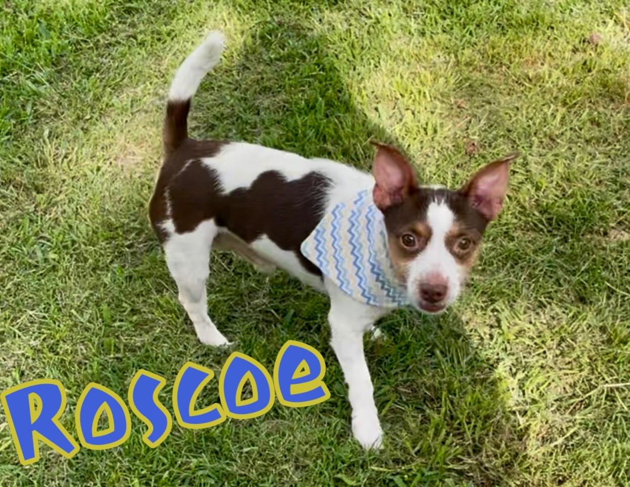 Roscoe in Texarkana TX, a Adoptable mixed breed in Texarkana, TX image 1/6