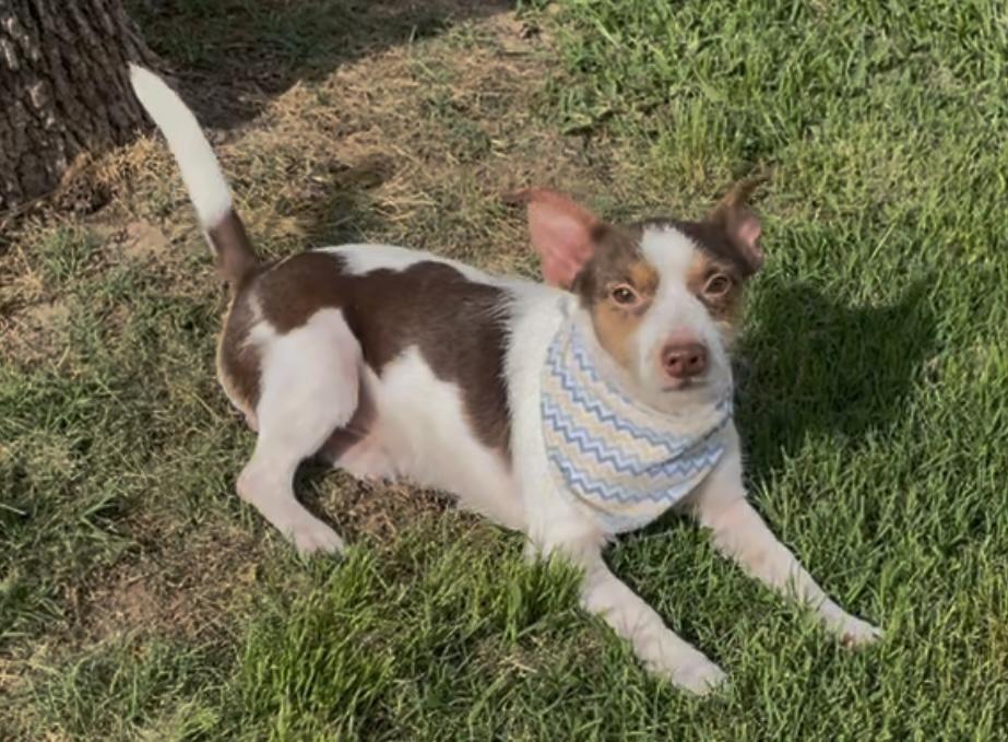 Roscoe in Texarkana TX, a Adoptable mixed breed in Texarkana, TX image 4/6