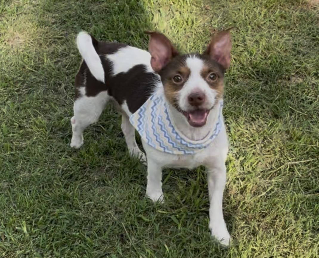 Roscoe in Texarkana TX, a Adoptable mixed breed in Texarkana, TX image 5/6