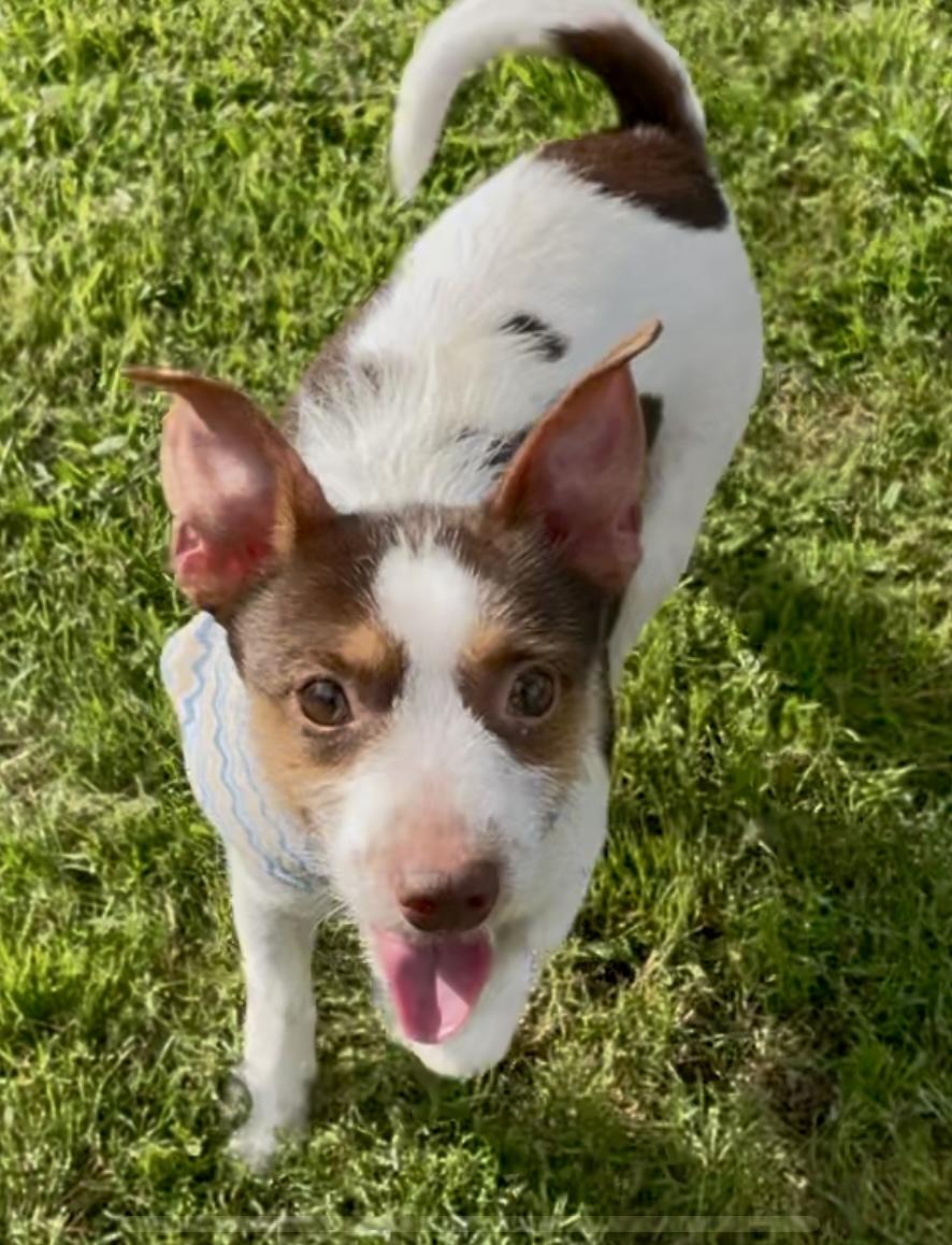 Roscoe in Texarkana TX, a Adoptable mixed breed in Texarkana, TX image 6/6