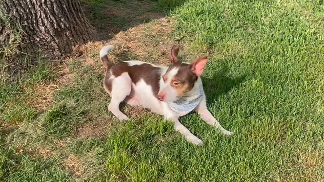 Enlarge Roscoe in Texarkana TX, a Adoptable mixed breed in Texarkana, TX video 2/6