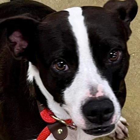 Enlarge Ella, a Adoptable Labrador Retriever in Tulsa, OK image 1/3