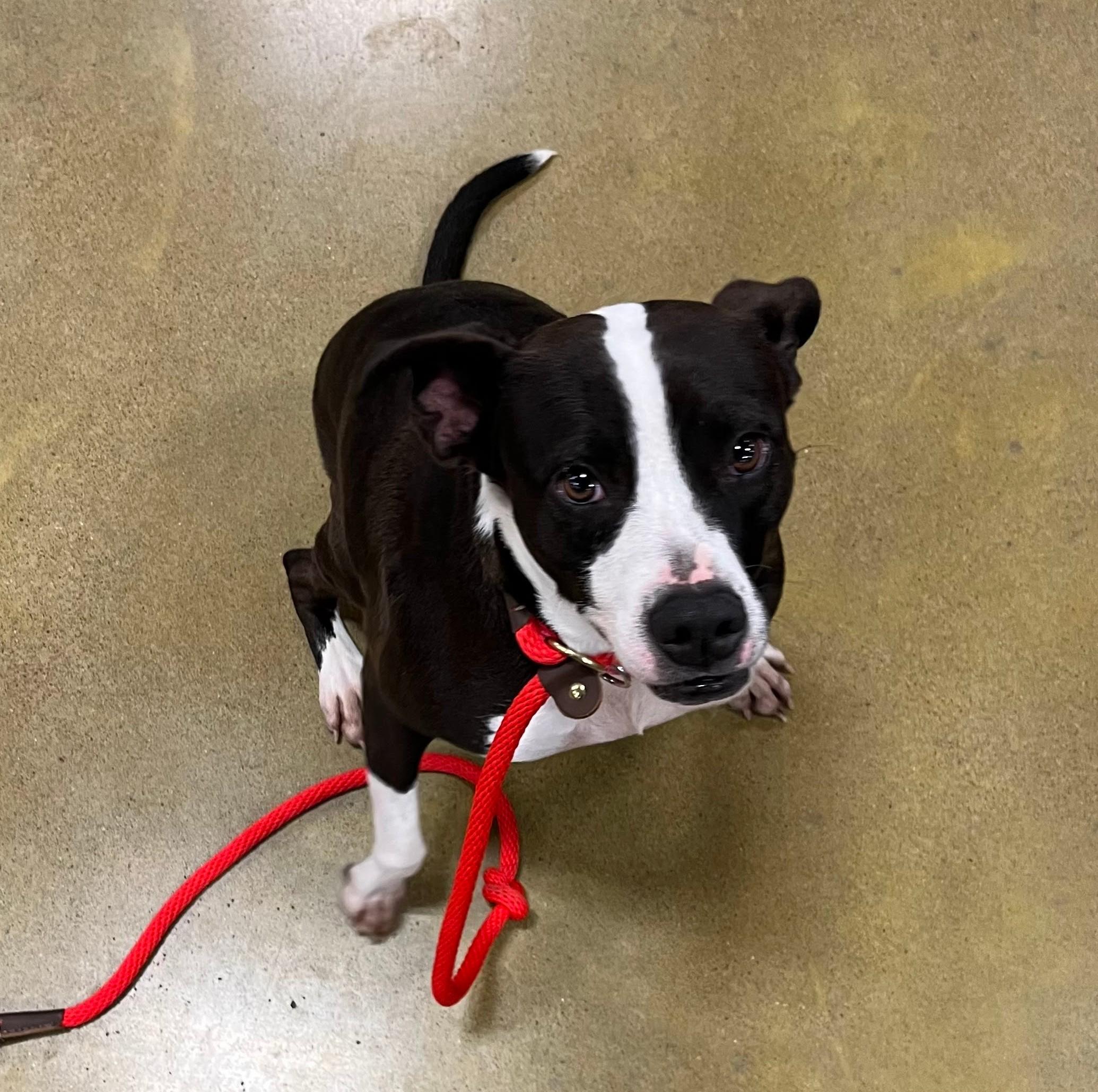 Ella, Adoptable, Adult Female Labrador Retriever.