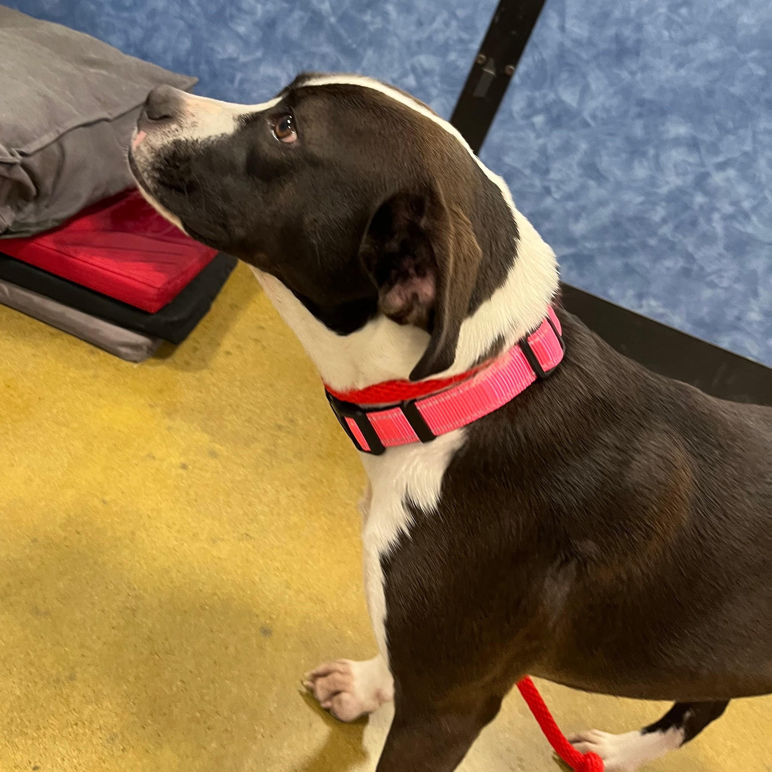 Enlarge Ella, a Adoptable Labrador Retriever in Tulsa, OK image 3/3