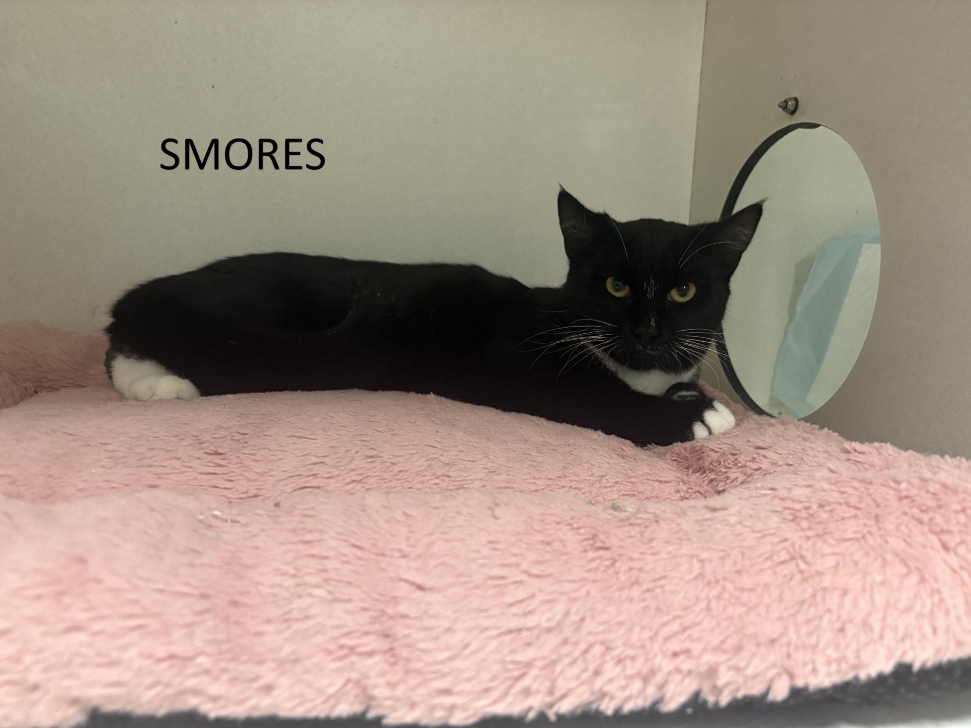 Smores, Adoptable, Young Female Domestic Short Hair.