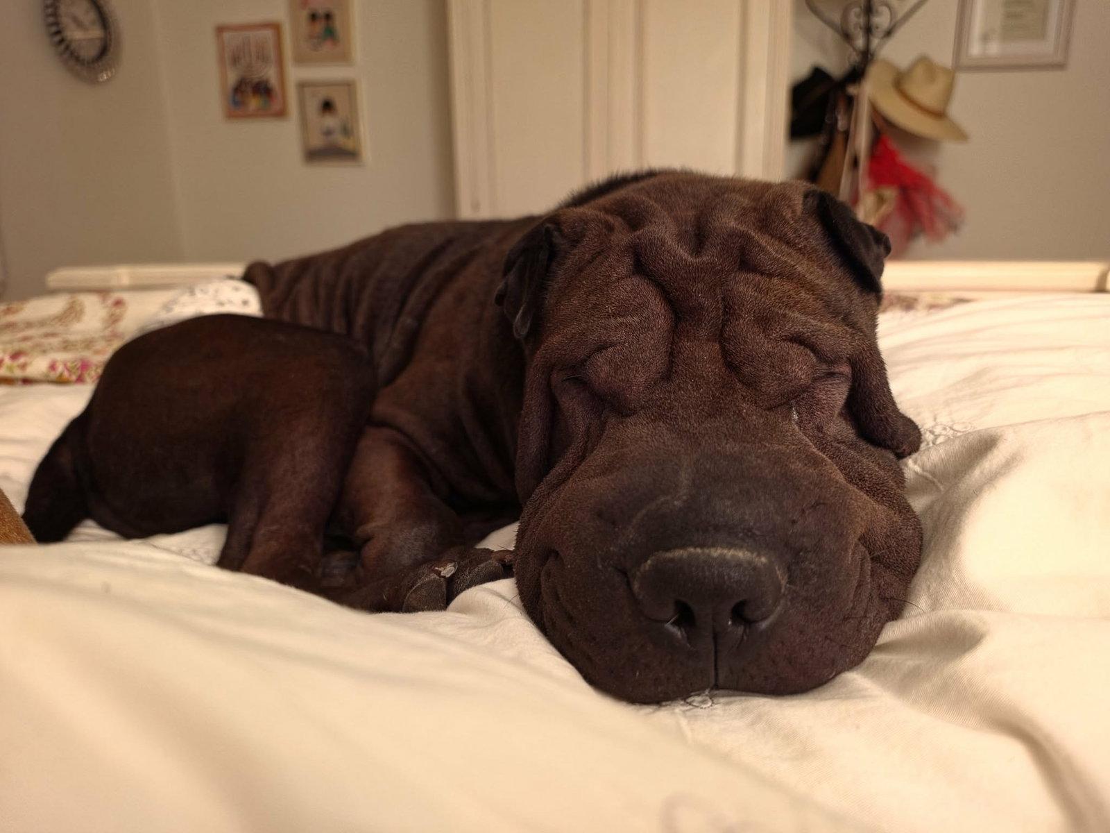Enlarge Zeus, a Adoptable Shar-Pei in Phoenix, AZ image 1/3
