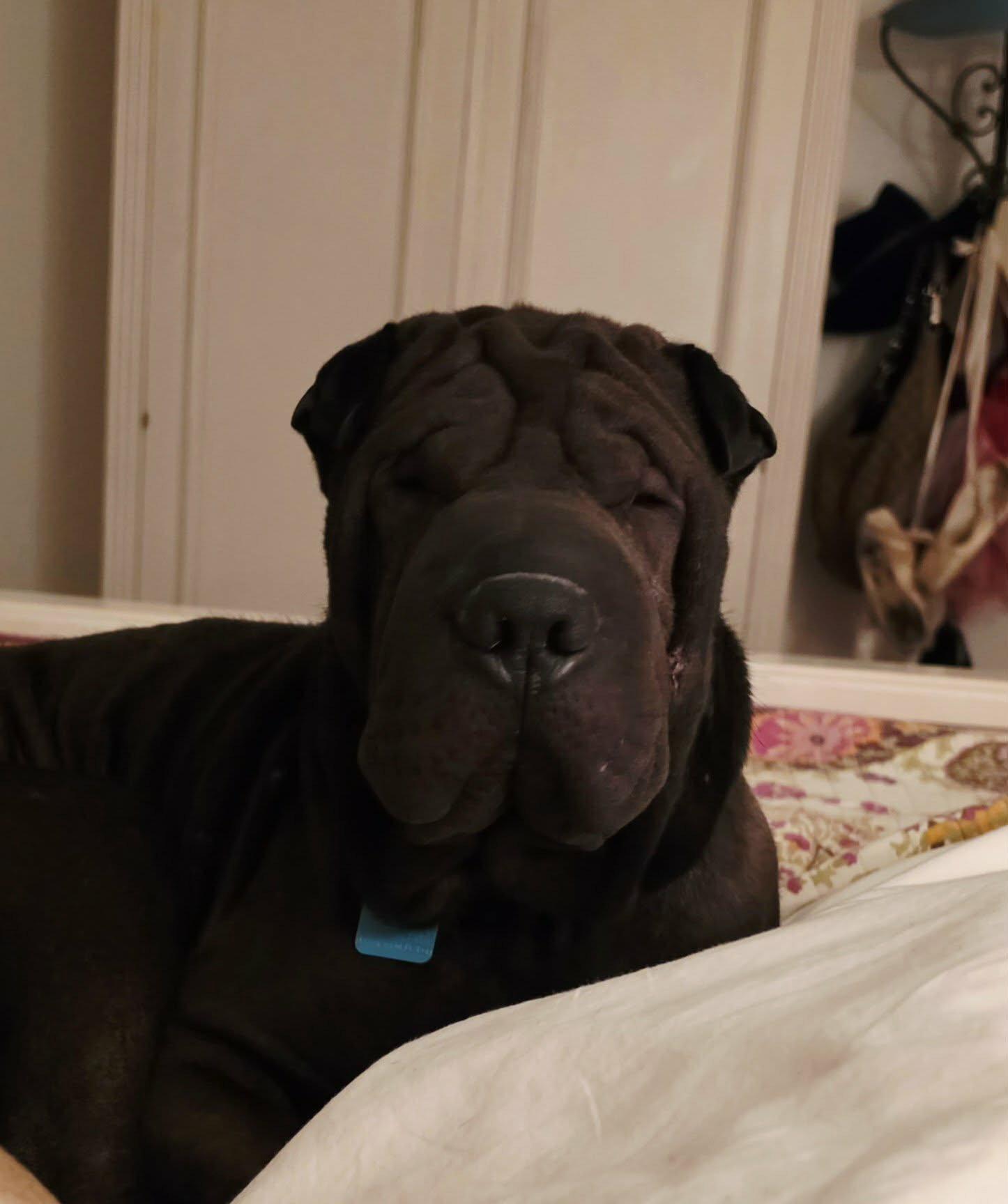 Enlarge Zeus, a Adoptable Shar-Pei in Phoenix, AZ image 2/3
