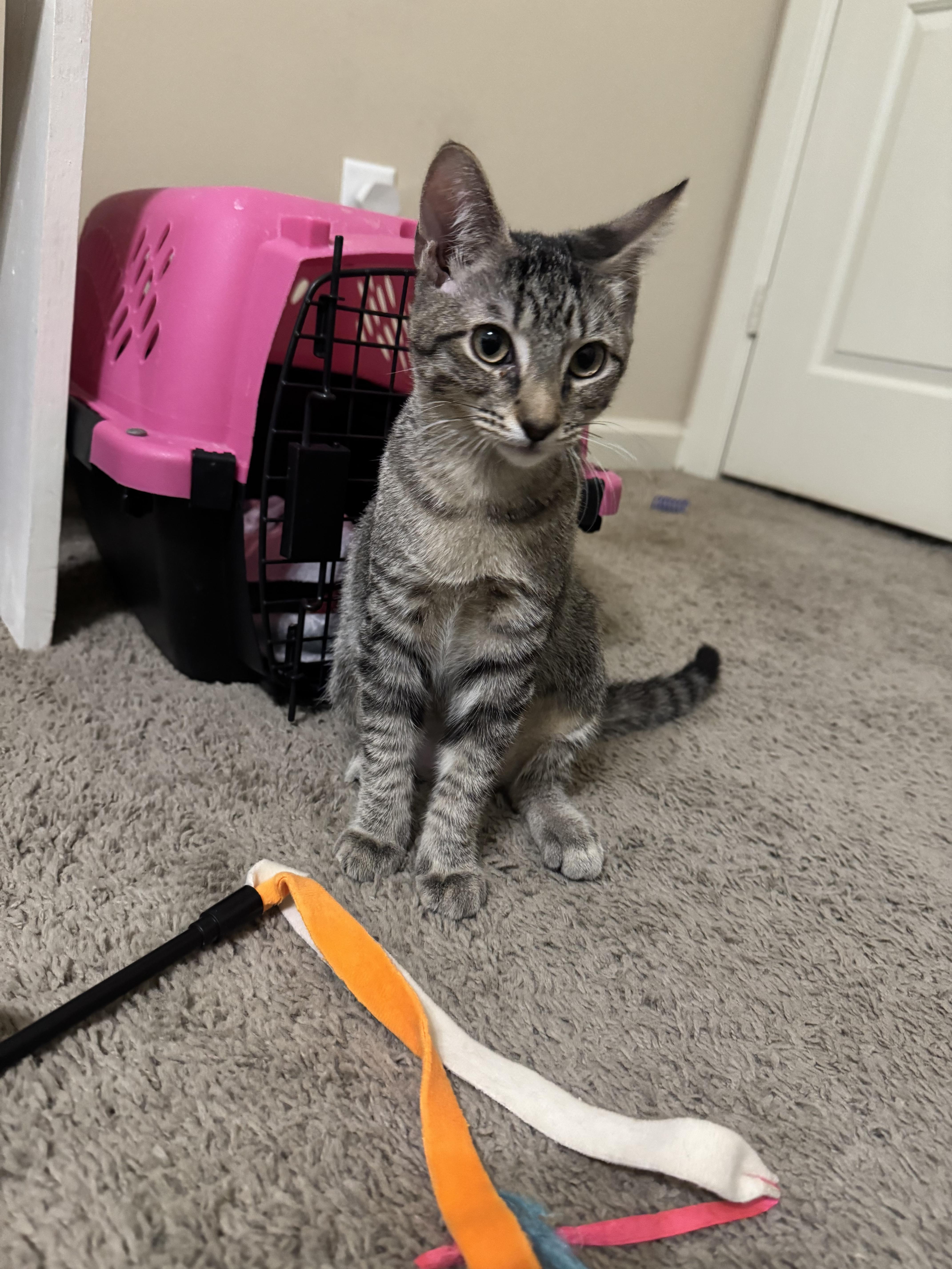 Doodlebug - Riley Fuzzel Petsmart