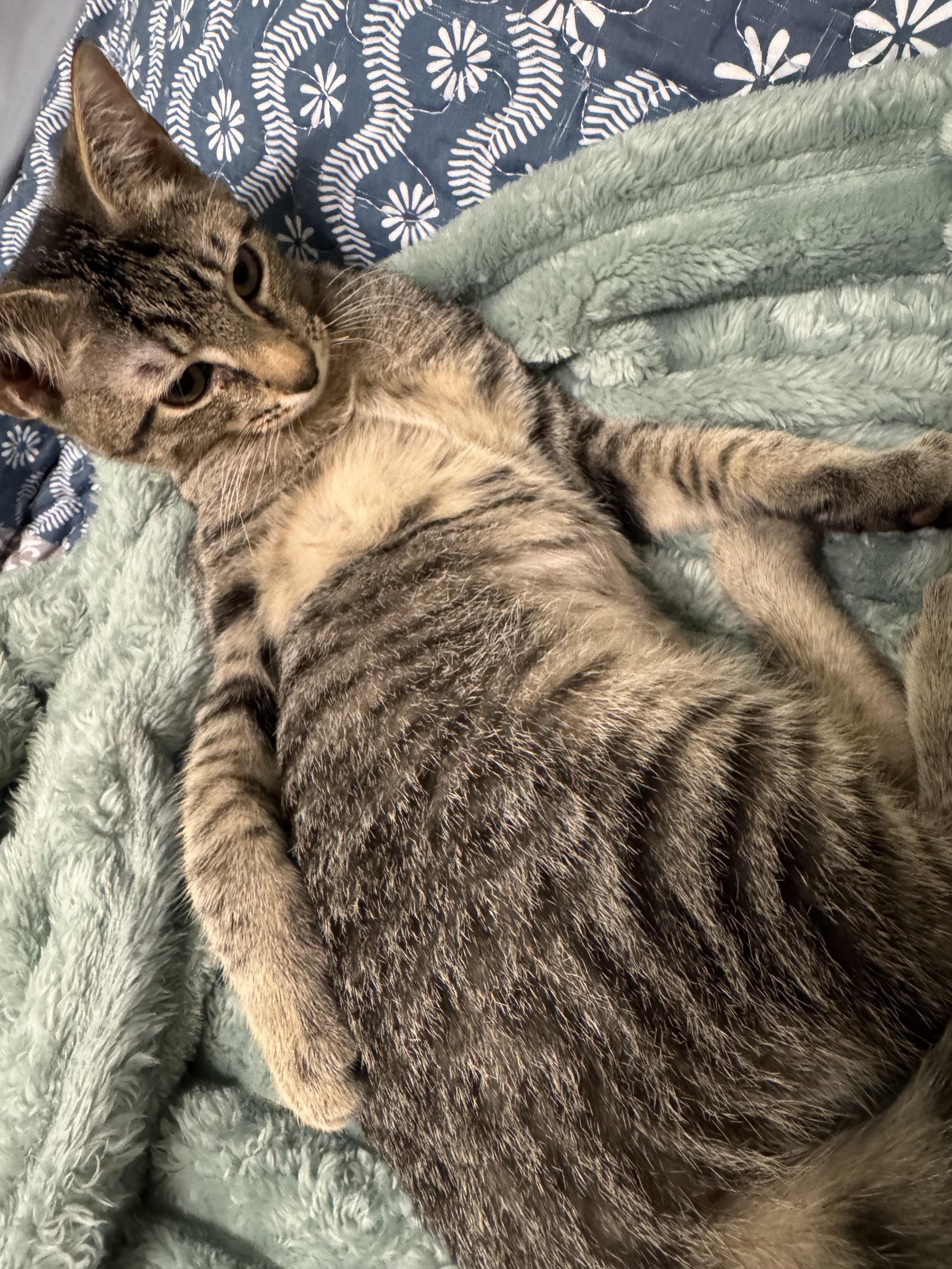 Doodlebug - Riley Fuzzel Petsmart