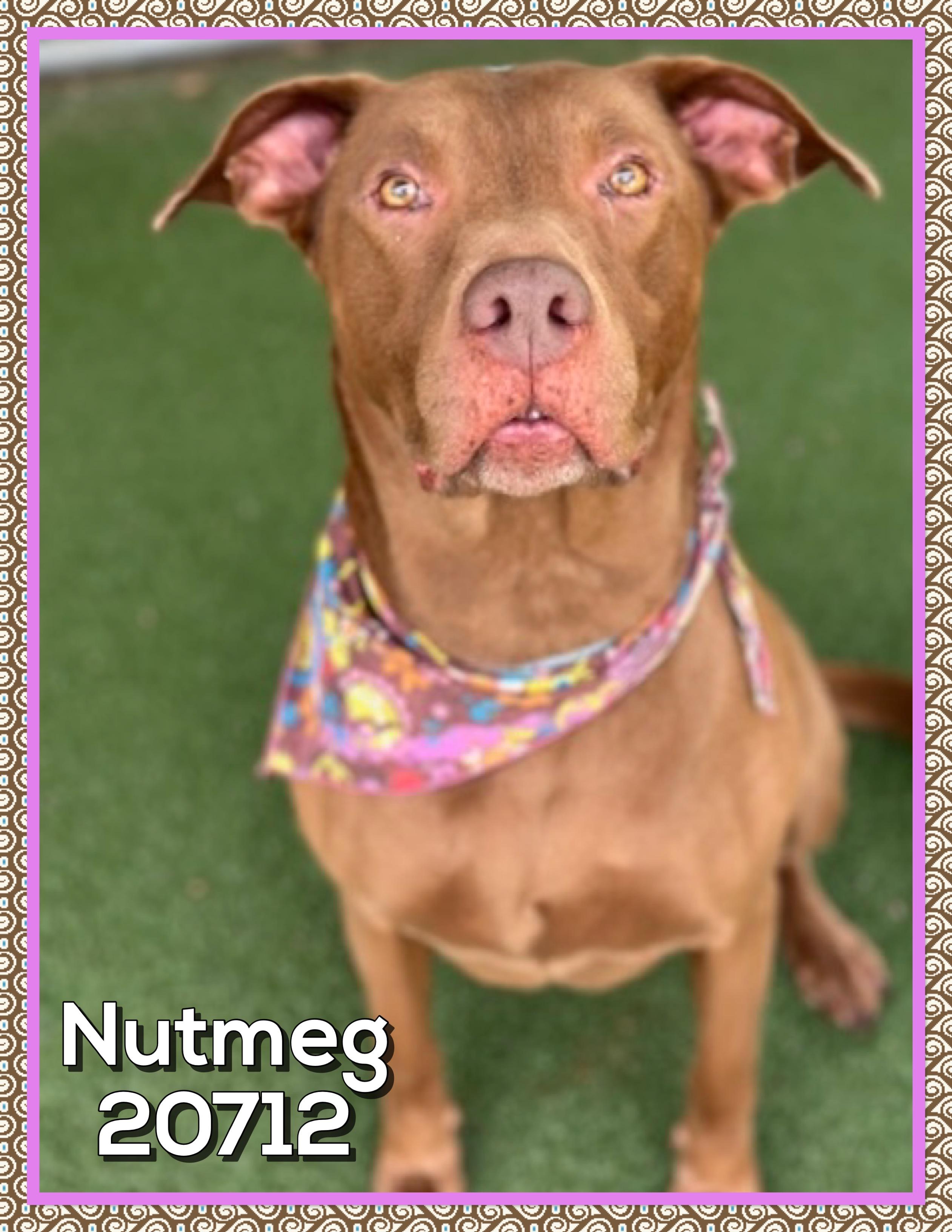 NUTMEG, a ADOPTABLE mixed breed in Marietta, GA image 5/5