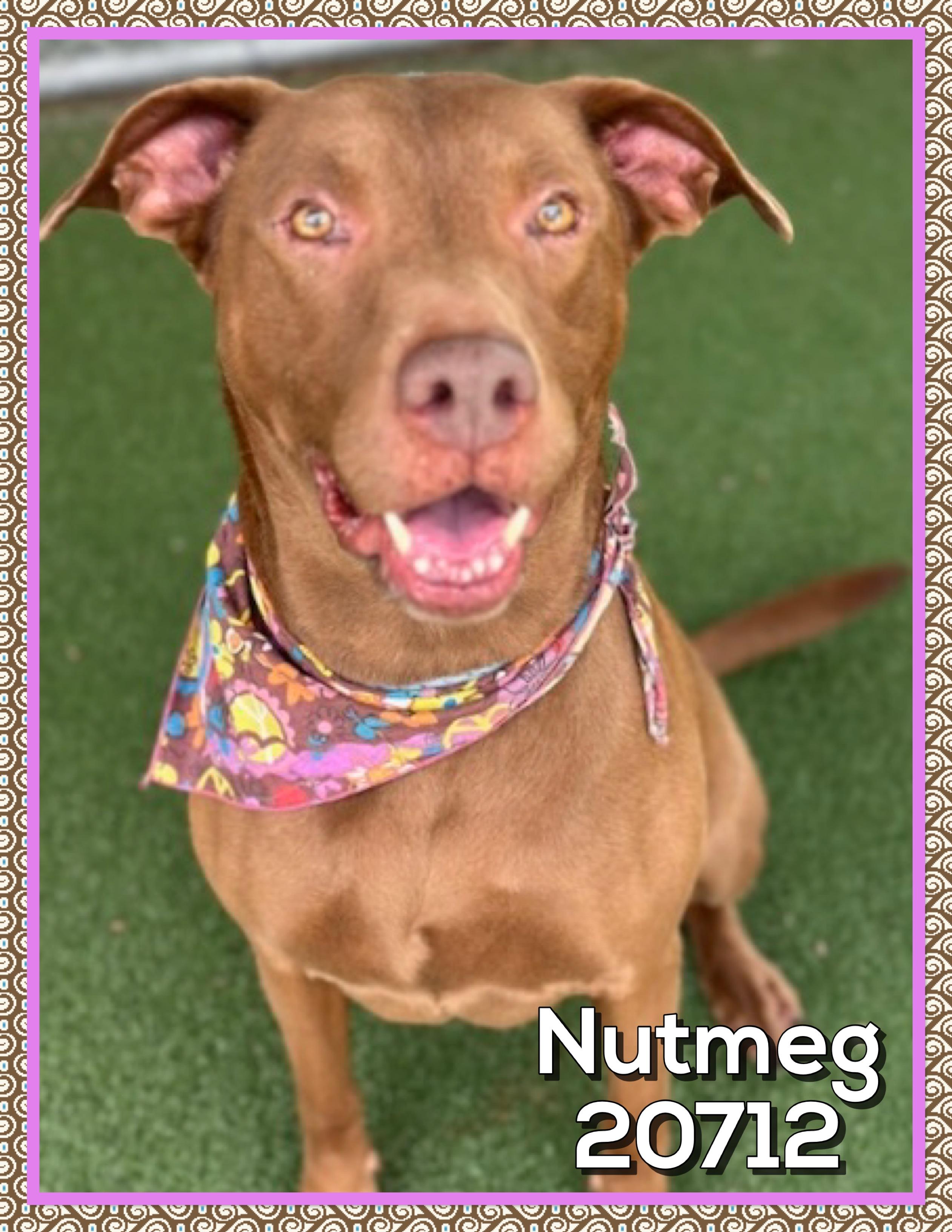 NUTMEG, ADOPTABLE, Adult Female Chocolate Labrador Retriever.