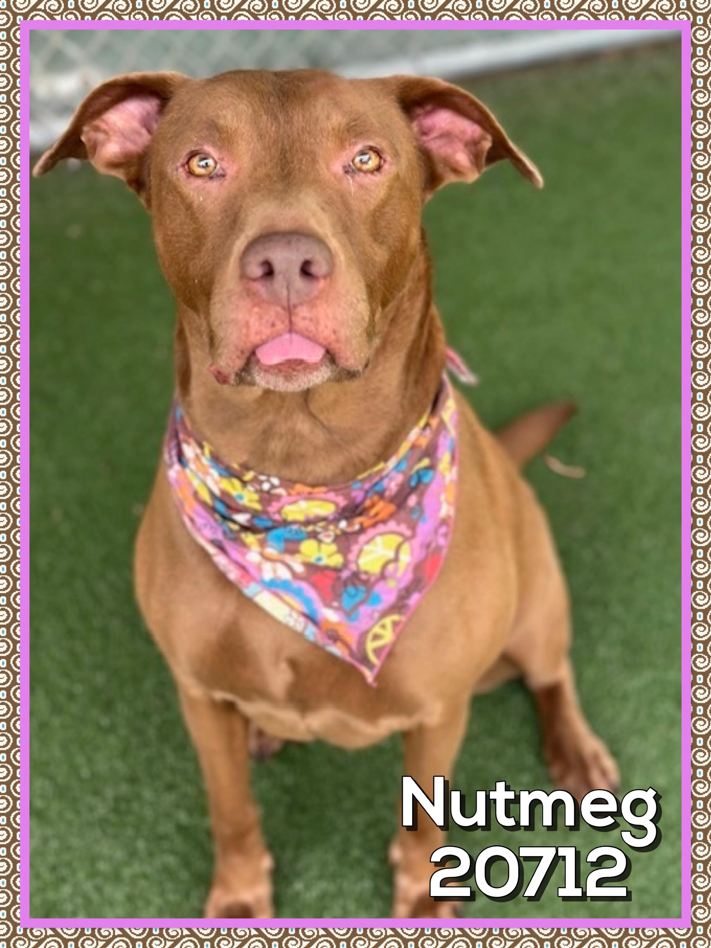NUTMEG, a ADOPTABLE mixed breed in Marietta, GA image 4/5