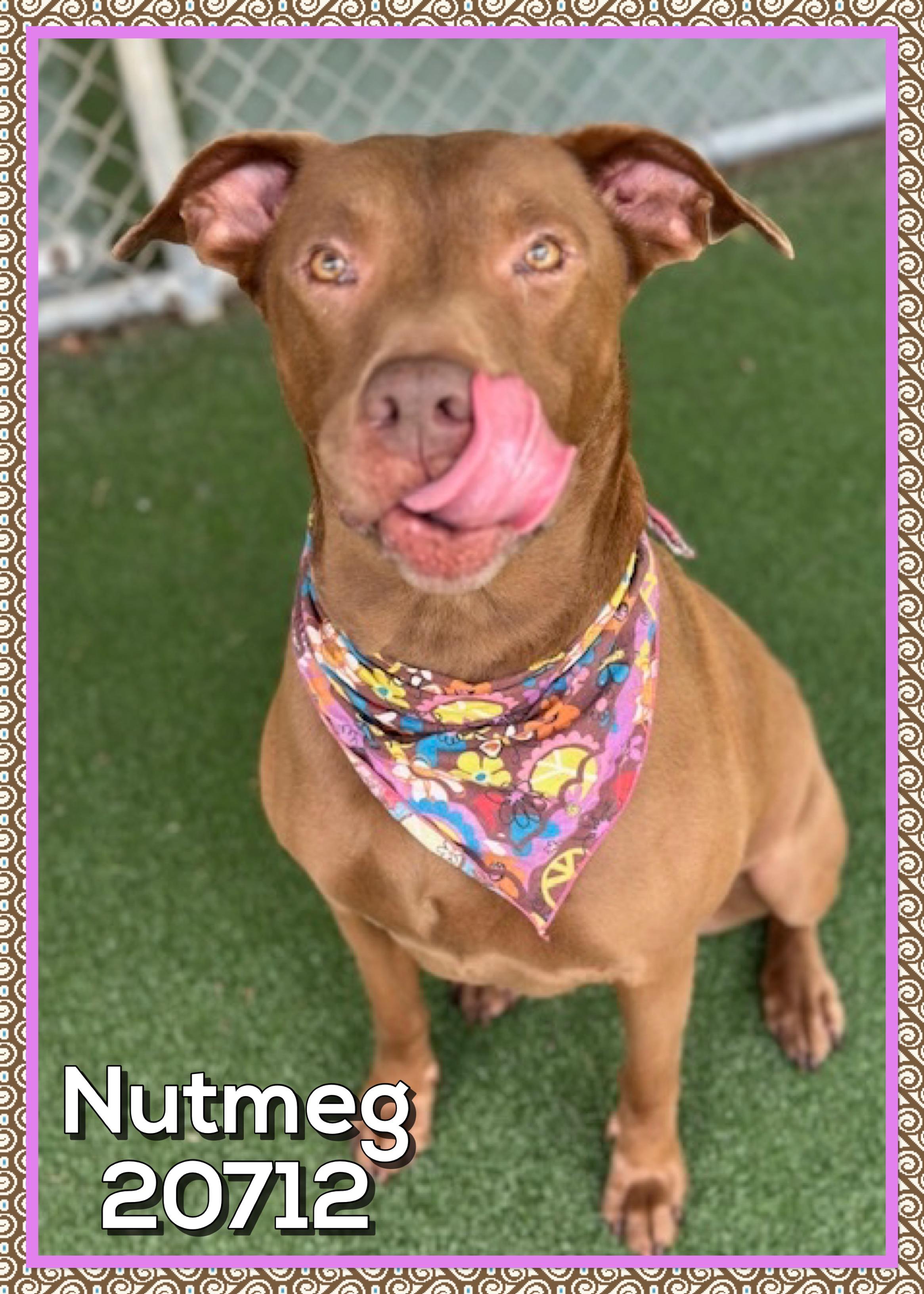 NUTMEG, a ADOPTABLE mixed breed in Marietta, GA image 2/5